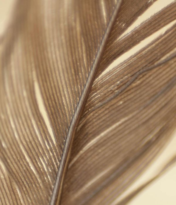 Abstract image representing clarity and focus with soft light lines.